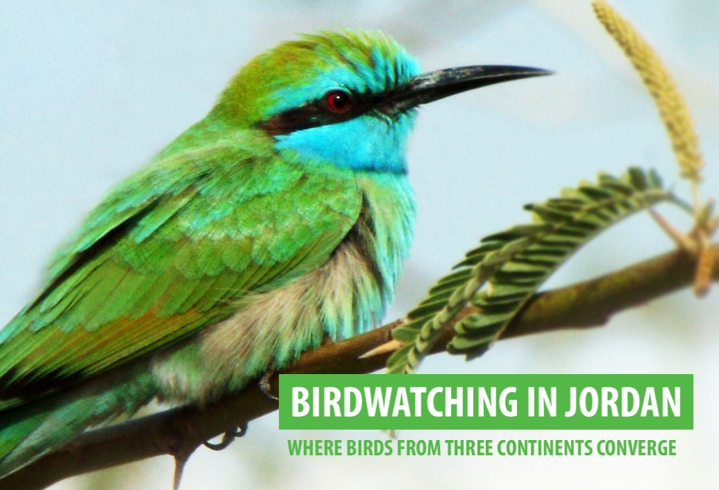Bird Watching Tours in Jordan – Best Adventure Tours with Jordan Horizons